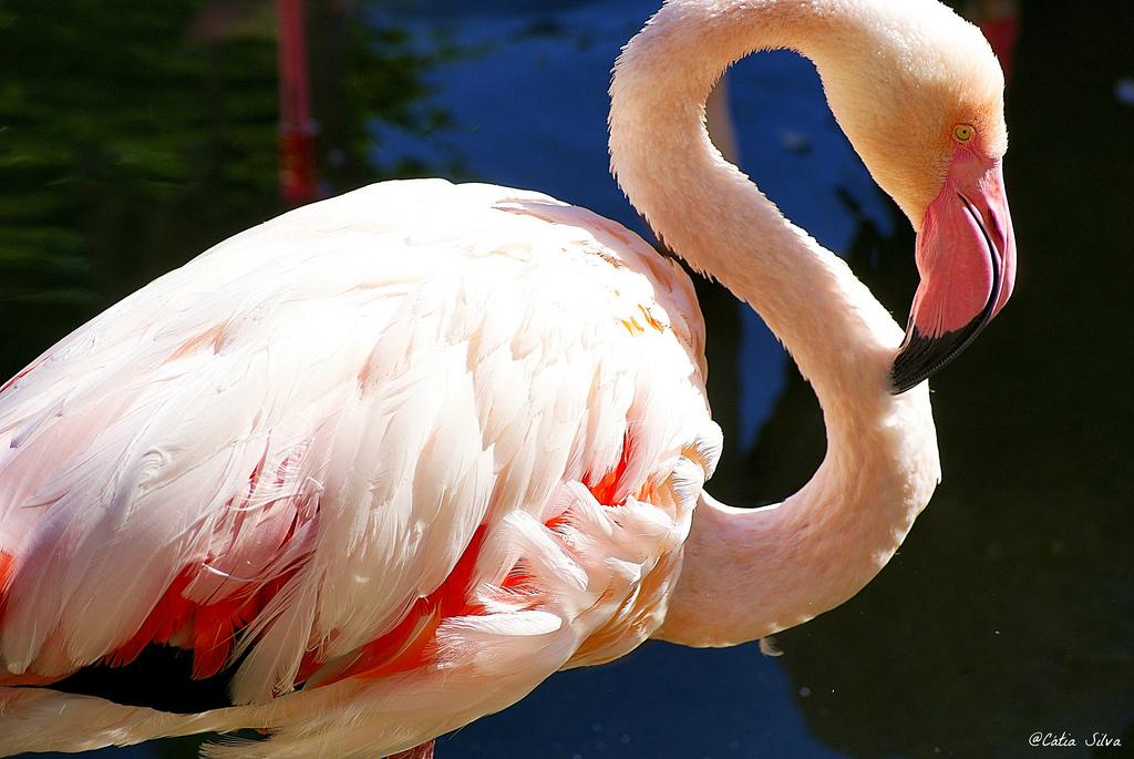 Bioparc Valencia_Madagascar (2.2) Flamenco