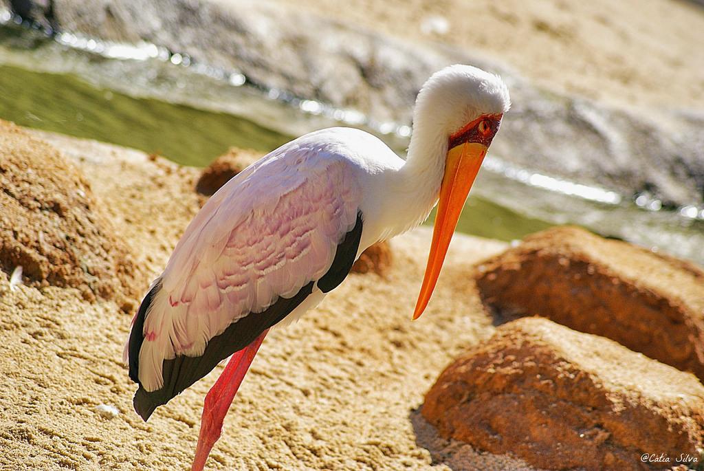 Bioparc Valencia_Madagascar (3) Tantalo africano