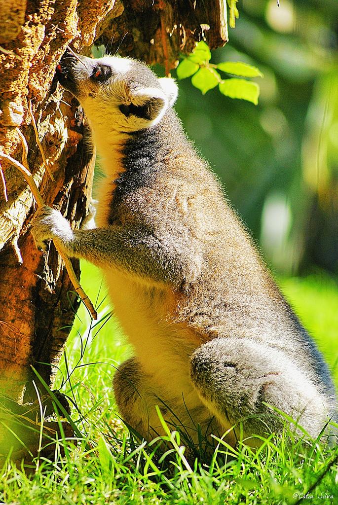 Bioparc Valencia_Madagascar (1.3) Lemur de cola anillada
