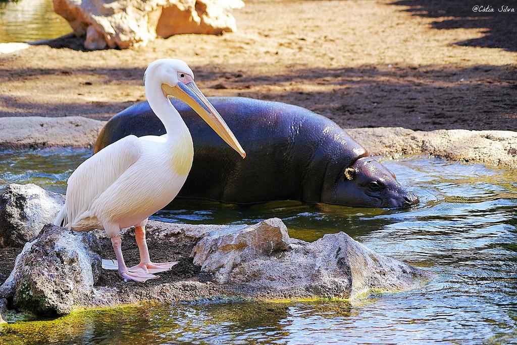 Bioparc Valencia_Africa Ecuatorial (1) Hipopotamo Pigmeo_Pelicano comun