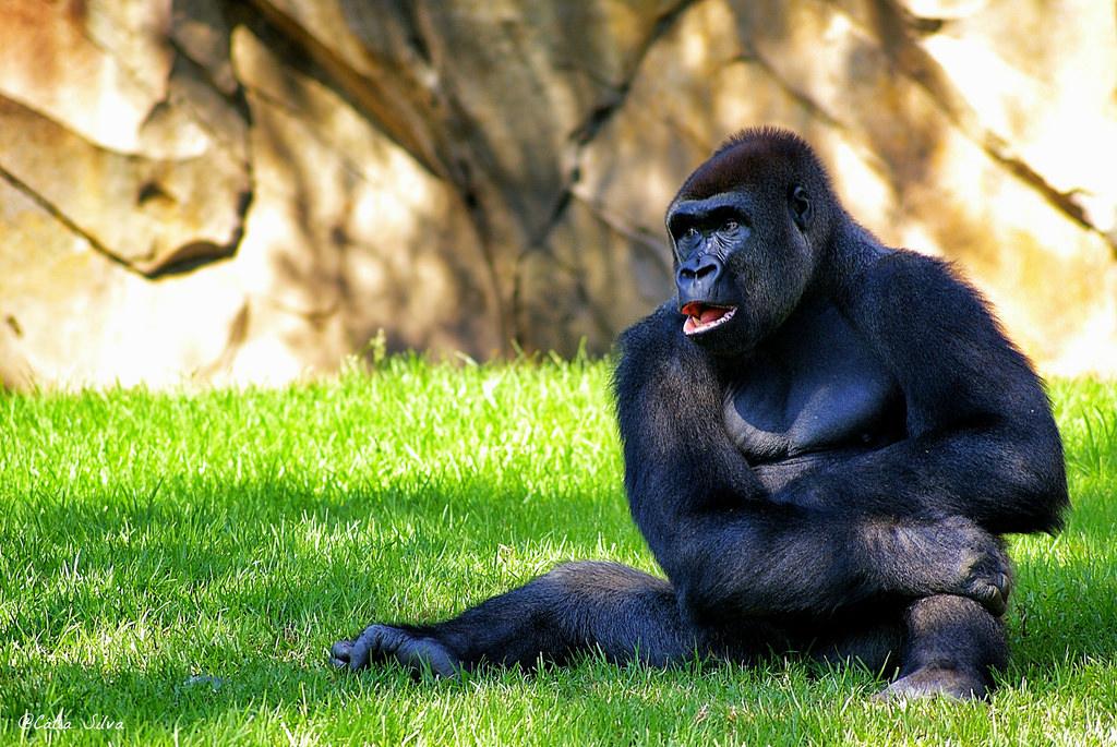 Bioparc Valencia_Africa Ecuatorial (2) Gorila de Costa