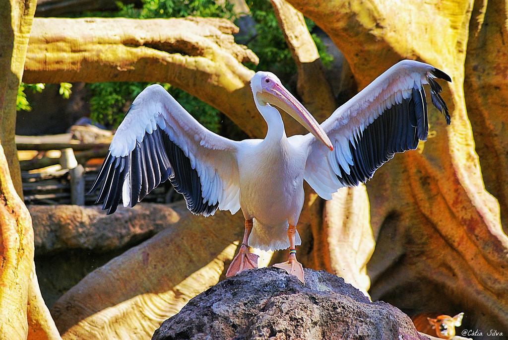 Bioparc Valencia_Africa Ecuatorial (3) Pelicano Comun