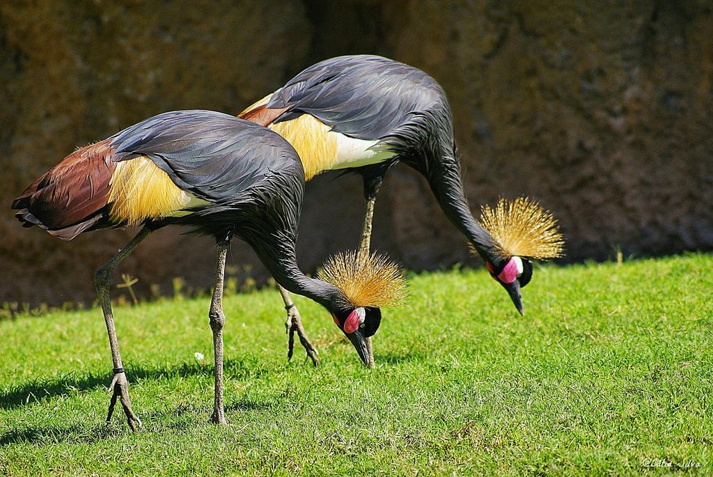 Bioparc Valencia_Africa Ecuatorial (4) Grulla Coronada Cuellinegra