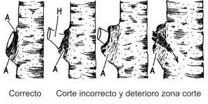 Corte de rama junto tronco