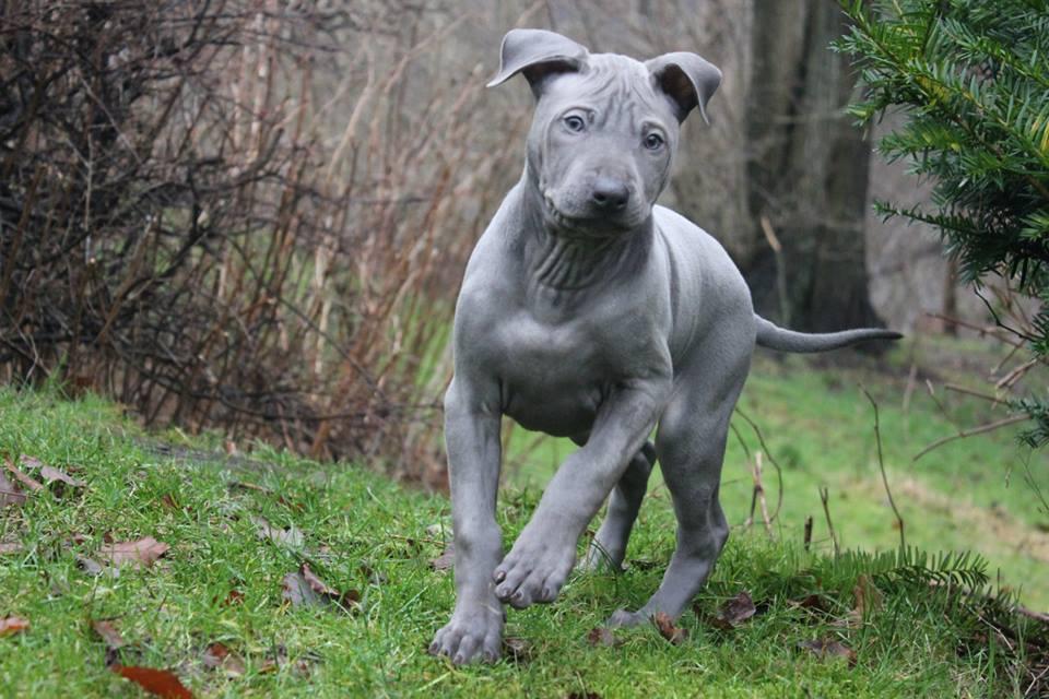 razas de perros raras