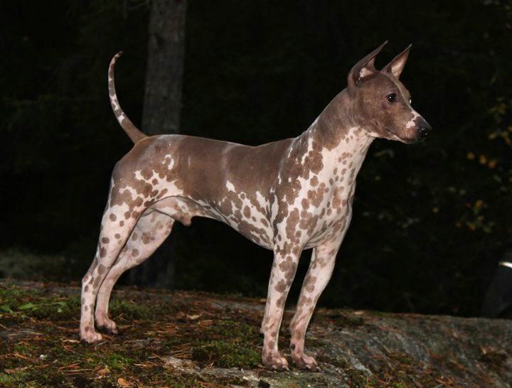 razas de perros raras