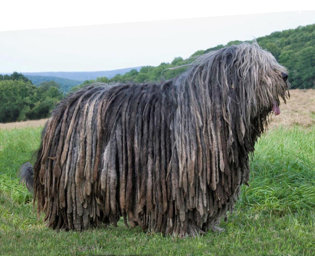 razas de perros raras