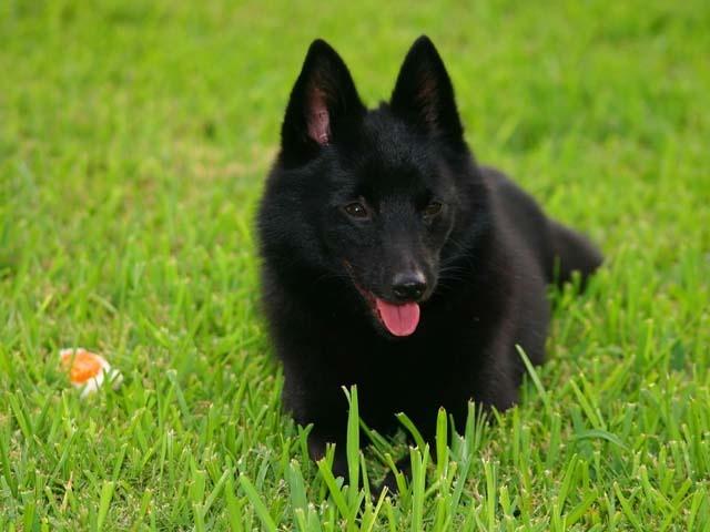 razas de perros raras