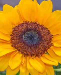 Padecer una enfermedad crónica de la tiroides