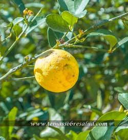 Menor riesgo de cáncer de ovario con té y cítricos