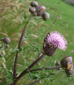 Tratamiento de la enfermedad del hígado graso con ayurveda