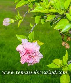 La salud es afectada por las drogas convencionales