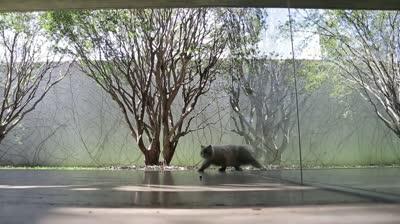 Cat_film exercise #2-HD