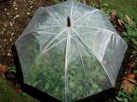 Umbrella-Cloche.standard 460x345