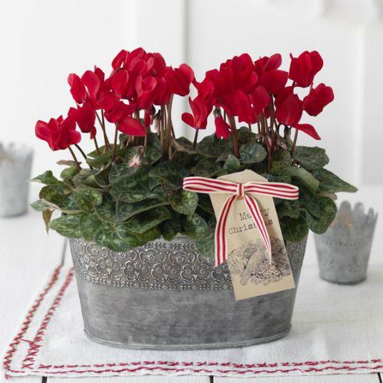 anna-and-co-especial-navidad