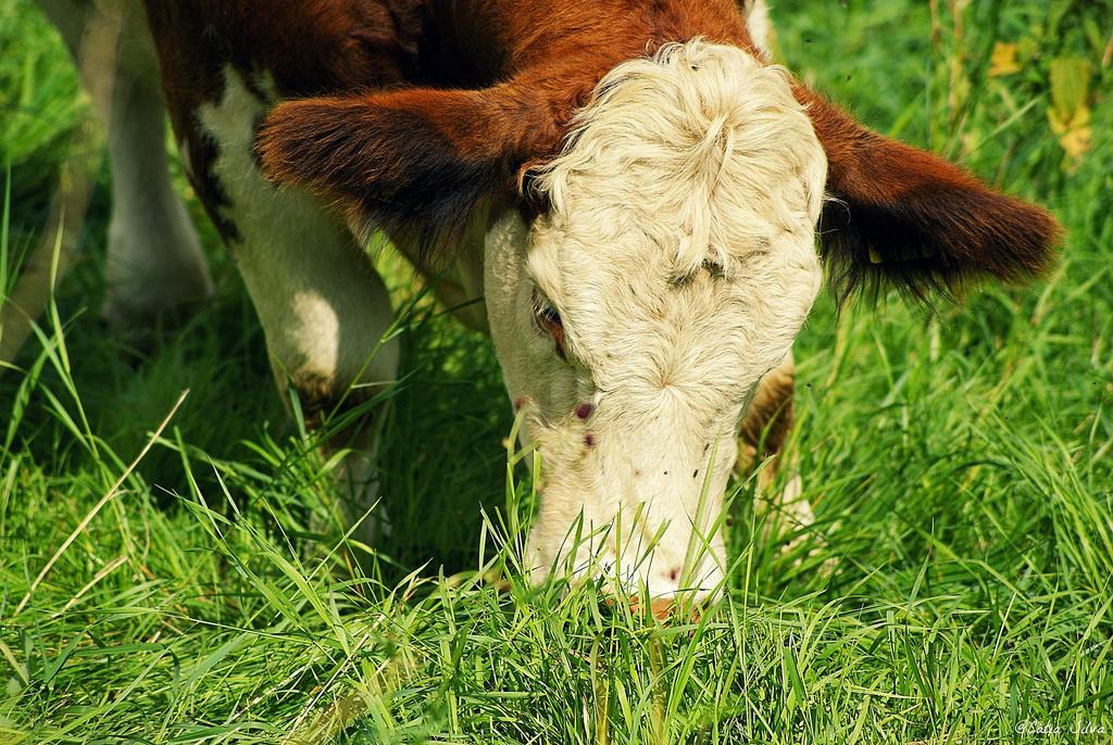 Ruta en bici - Frontera Alemania con Republica Checa (5)