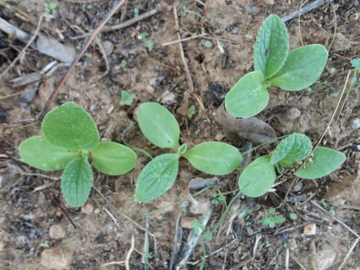 Matas de borraja a los pocos días de nacer.
