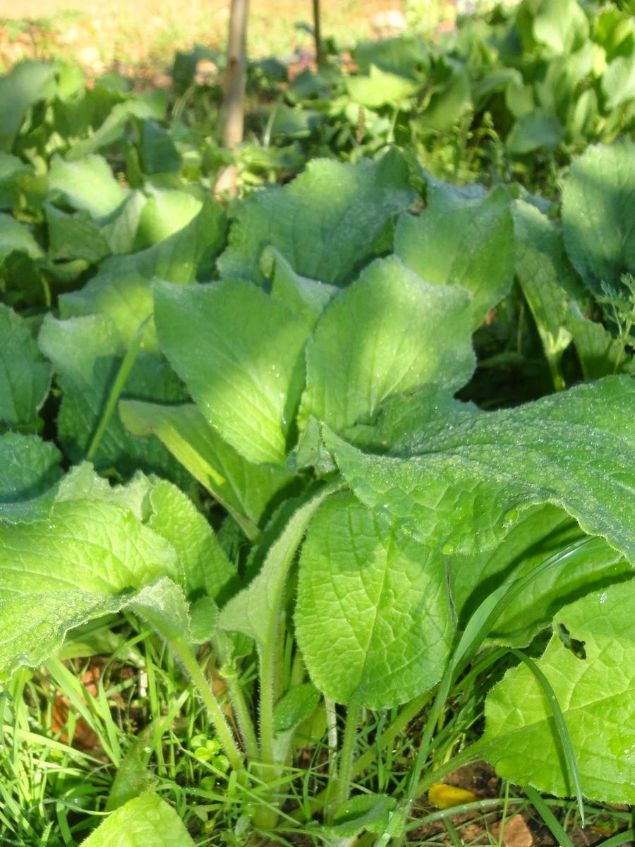 Mata de borraja al mes de brotar.