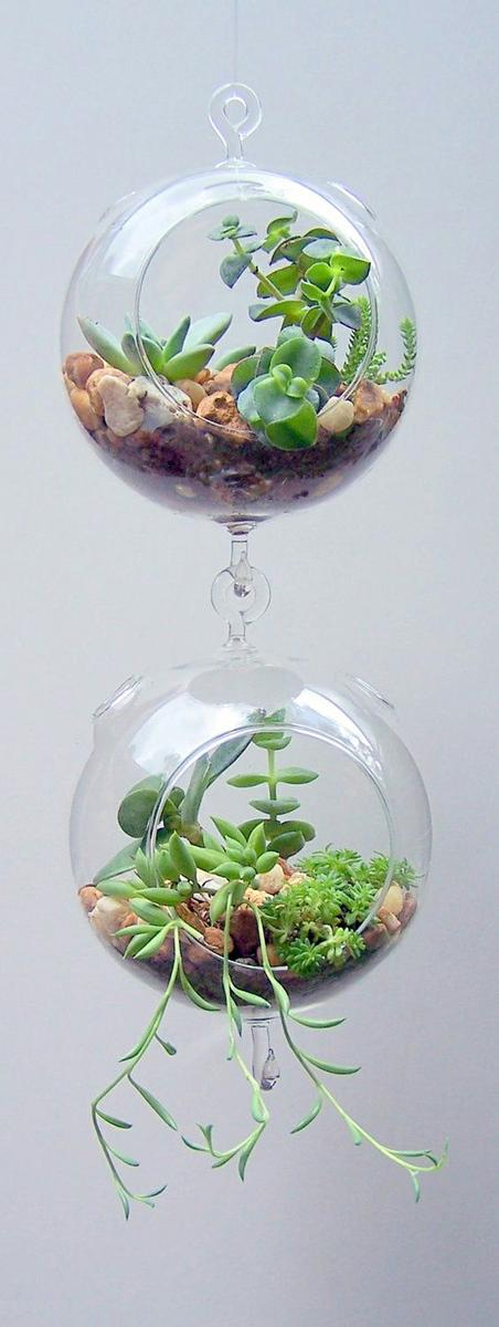 Terrarium_20