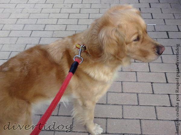 Perro paseando