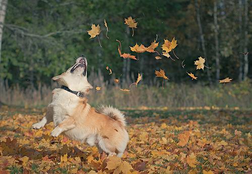 dog_playing_in_leaves_pic