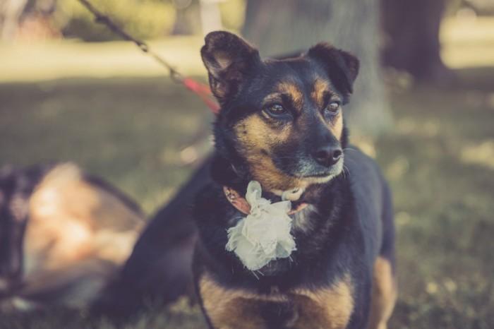 boda vintage con mascotas
