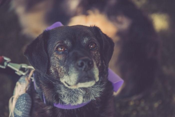 flareproject_vintagewedding_41