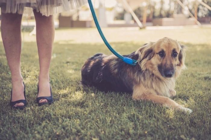 boda vintage con mascotas