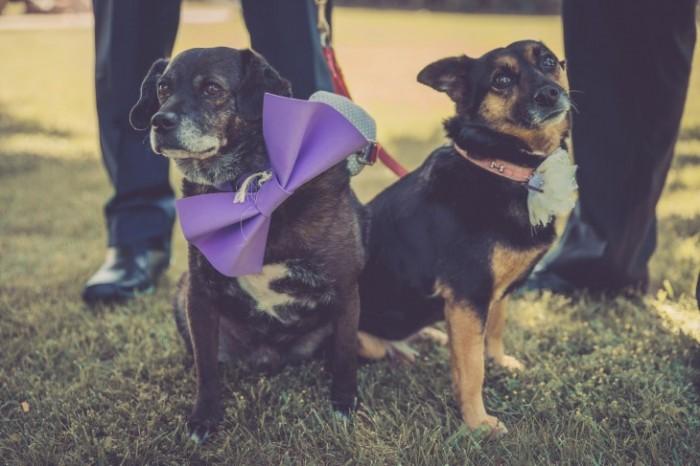 boda vintage con mascotas
