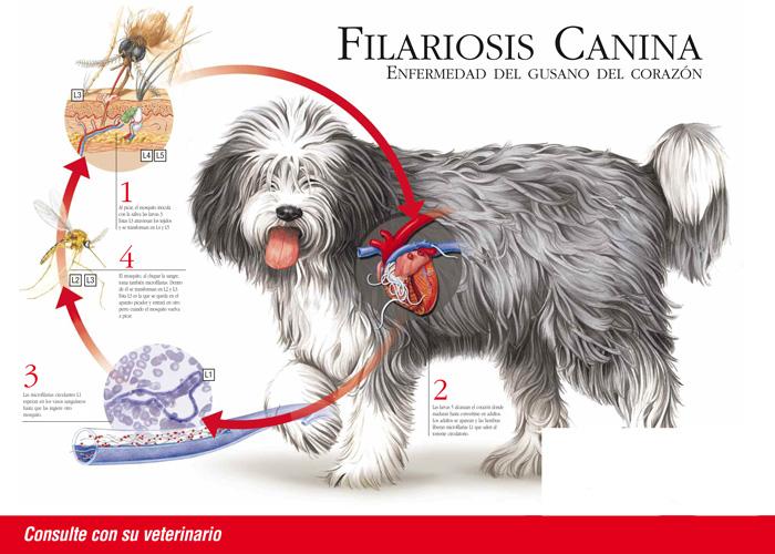 Filariosis canina