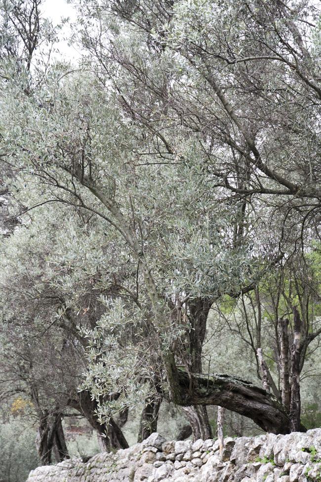 olivo Oli de Mallorca | De excursión por Mallorca