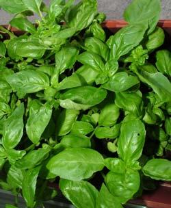 Los efectos colaterales de los antidepresivos en la salud