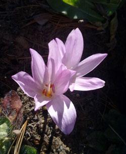 Los efectos colaterales de los antidepresivos en la salud