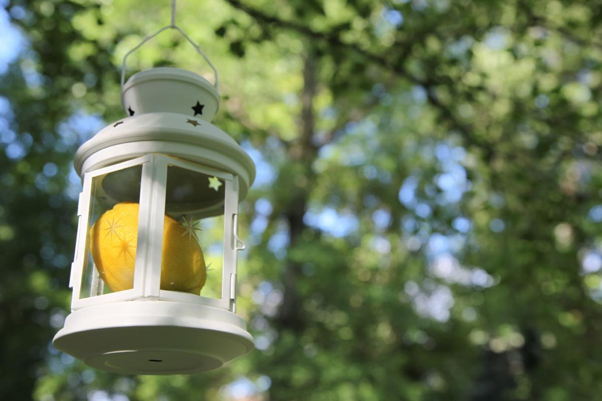 colores-de-boda-8.11-faroles-suspendidos-limones