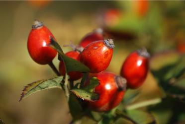 aceite-vegetal-de-rosa-mosqueta