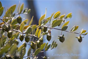 aceite-vegetal-de-jojoba---mejor-vivir-mejor