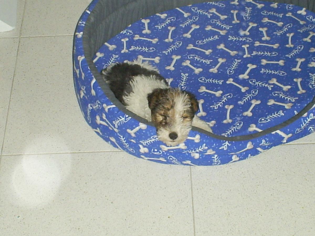 SAMSUNG DIGIMAX A503