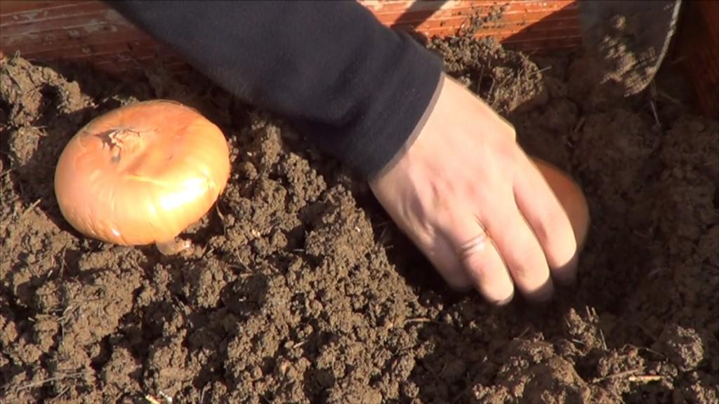 Aprende a plantar cebollas desde tu casa, ¡en 5 pasos!