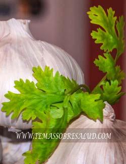 el cilantro y sus beneficios para la salud