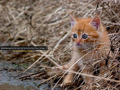 Ruta Los Fortines del Ávila al atardecer