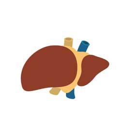 fortalecer la salud del hígado