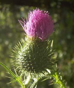  fortalecer la salud del hígado