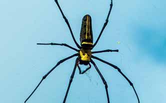 Insecticida para arañas de aceites esenciales