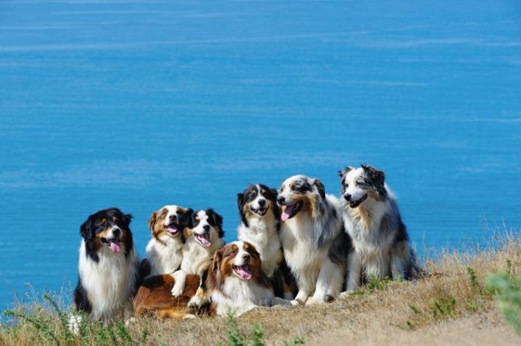 Confianza vs. dominancia