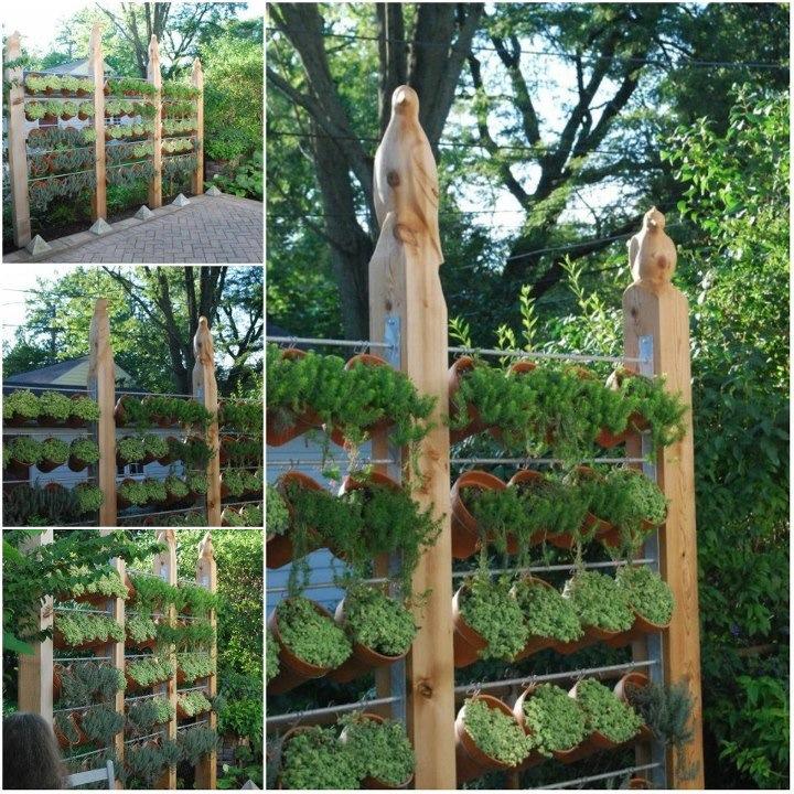 Aromáticas en macetas