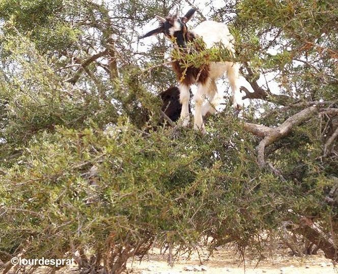 Cabras comiendo Argán