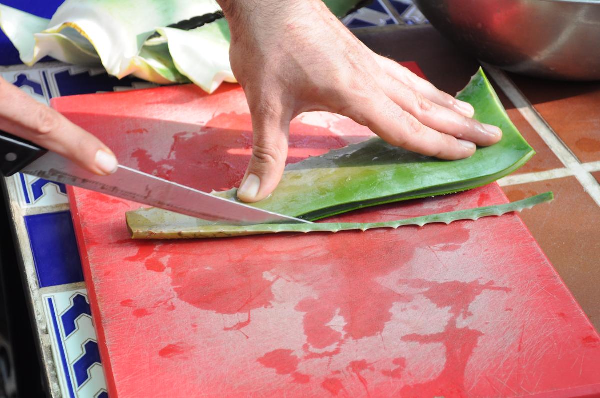 Corte de laterales hoja Aloe Vera