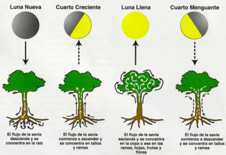 Efectos en la savia de la luna