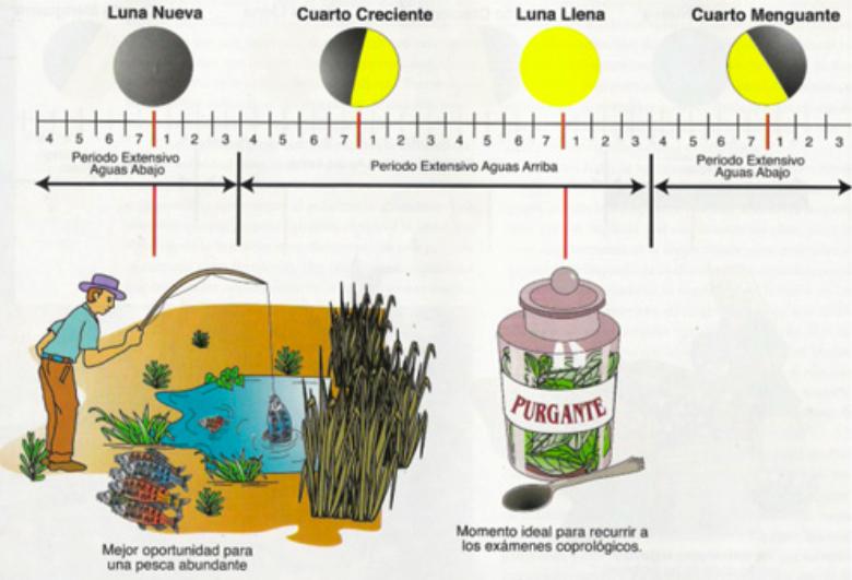 Actividad pesquera y la luna