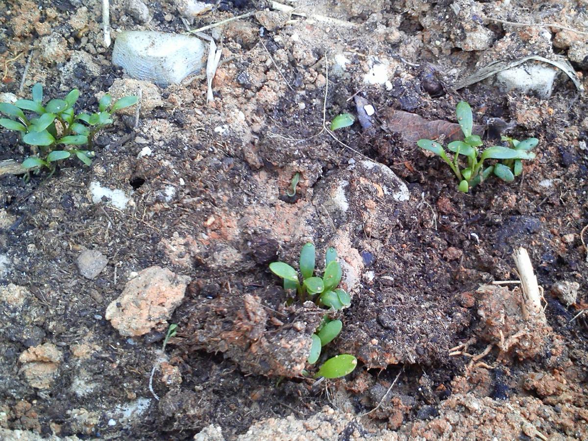 brotes, huerto, semillas, gardening, plantones